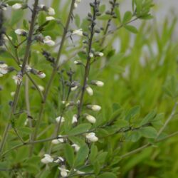 Baptisia alba var. macrophylla