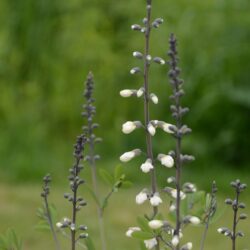 Baptisia alba var. macrophylla