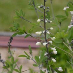 Baptisia alba var. macrophylla