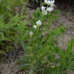 Baptisia australis Alba