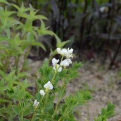 Baptisia australis Alba