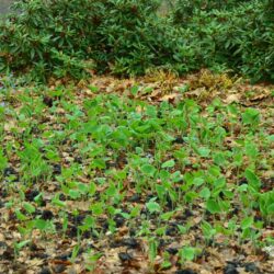 Brunnera sibirica