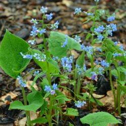 Brunnera sibirica