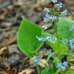 Brunnera sibirica