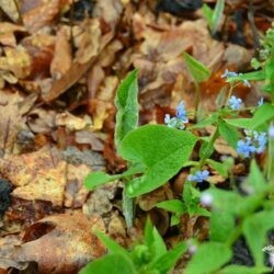 Brunnera sibirica