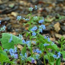 Brunnera sibirica