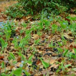 Brunnera sibirica