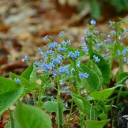 Brunnera sibirica