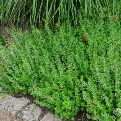 Calamintha nepeta ssp. nepeta