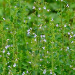 Calamintha nepeta ssp. nepeta