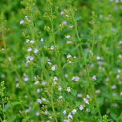 Calamintha nepeta ssp. nepeta