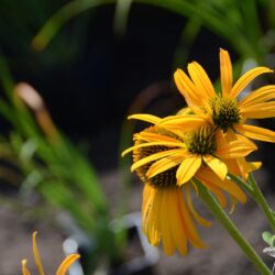 Echinacea Now Cheesier