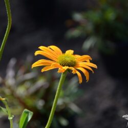 Echinacea Now Cheesier