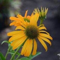 Echinacea Now Cheesier