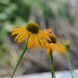 Echinacea Now Cheesier