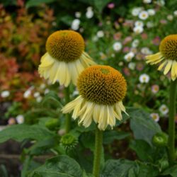 Echinacea Shiny