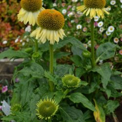 Echinacea Shiny