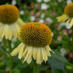 Echinacea Shiny