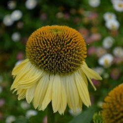 Echinacea Shiny