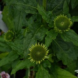 Echinacea Shiny