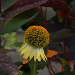 Echinacea Shiny