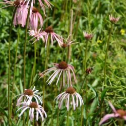 Echinacea angustifolia