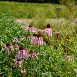 Echinacea angustifolia