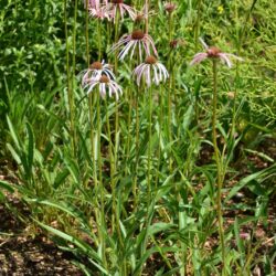 Echinacea angustifolia