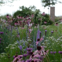 Echinacea angustifolia