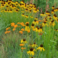 Echinacea paradoxa