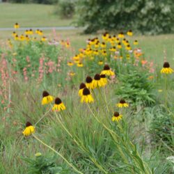 Echinacea paradoxa