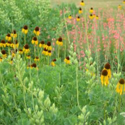 Echinacea paradoxa