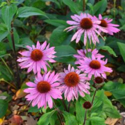 Echinacea purpurea Feeling Pink