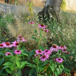 Echinacea purpurea Feeling Pink