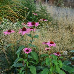 Echinacea purpurea Feeling Pink