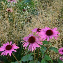 Echinacea purpurea Feeling Pink