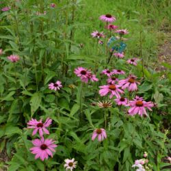 Echinacea purpurea Prairie Splendor