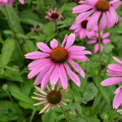 Echinacea purpurea Prairie Splendor