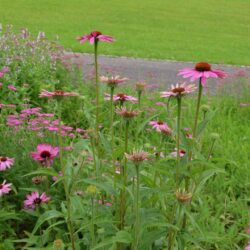 Echinacea purpurea Prairie Splendor