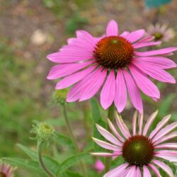 Echinacea purpurea Prairie Splendor