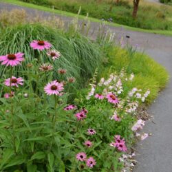 Echinacea purpurea Prairie Splendor