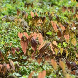 Epimedium Enchantress