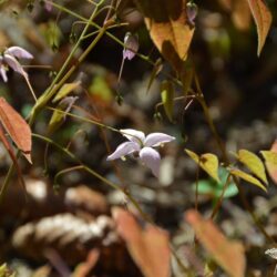 Epimedium Enchantress