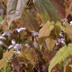 Epimedium Enchantress