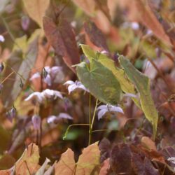 Epimedium Enchantress