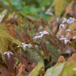 Epimedium Enchantress