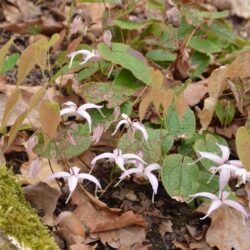 Epimedium leptorrhizum