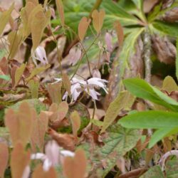 Epimedium leptorrhizum