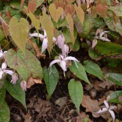 Epimedium leptorrhizum