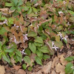 Epimedium leptorrhizum